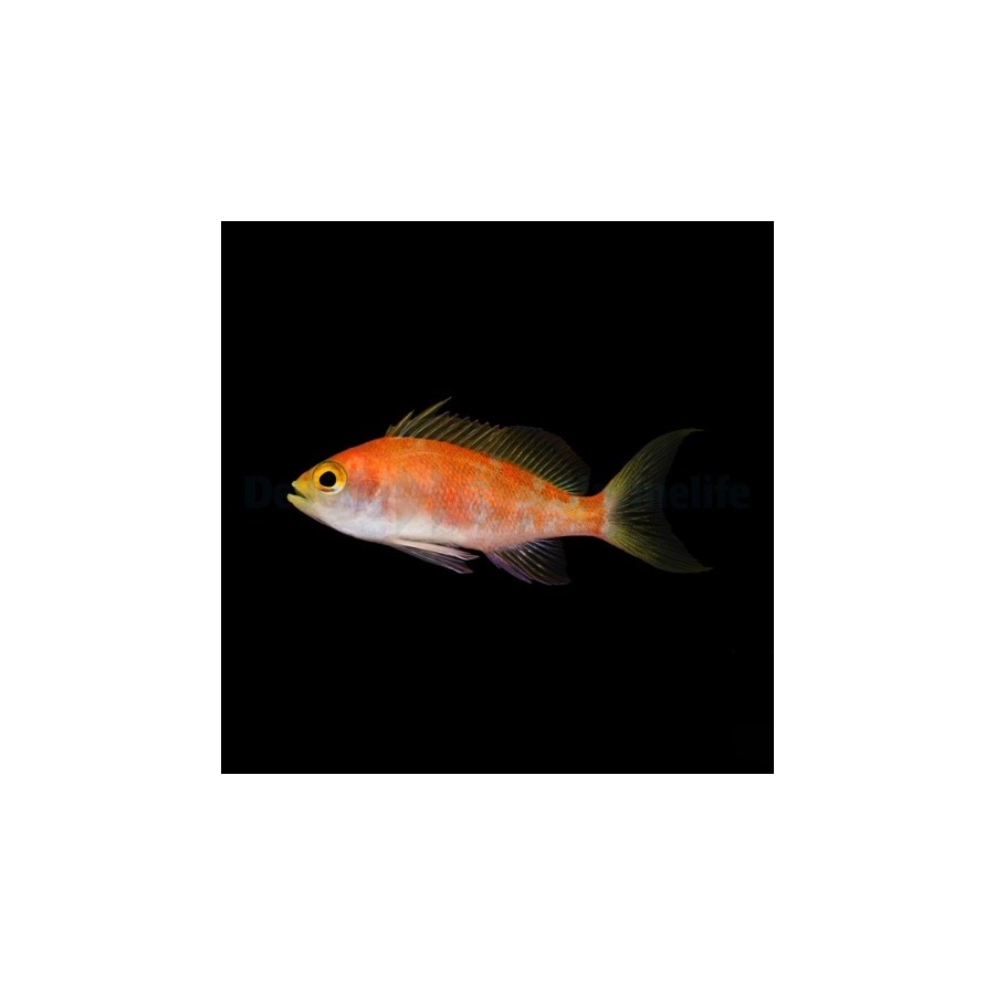 Pseudanthias pulcherrimus - Longfin Anthias - naaras