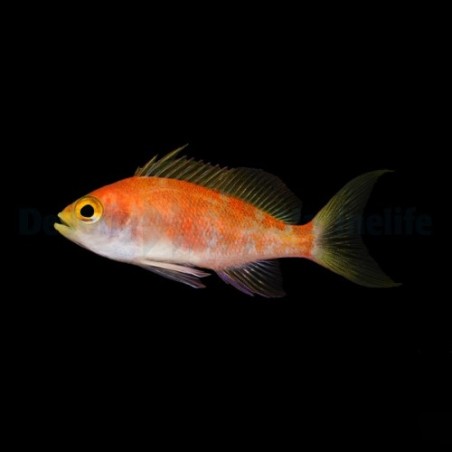 Pseudanthias pulcherrimus - Longfin Anthias - naaras