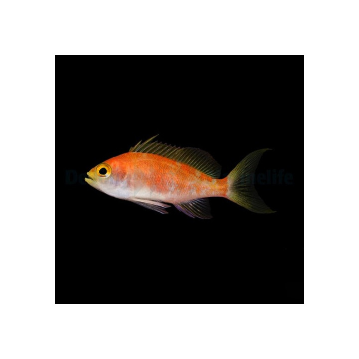 Pseudanthias pulcherrimus - Longfin Anthias - naaras