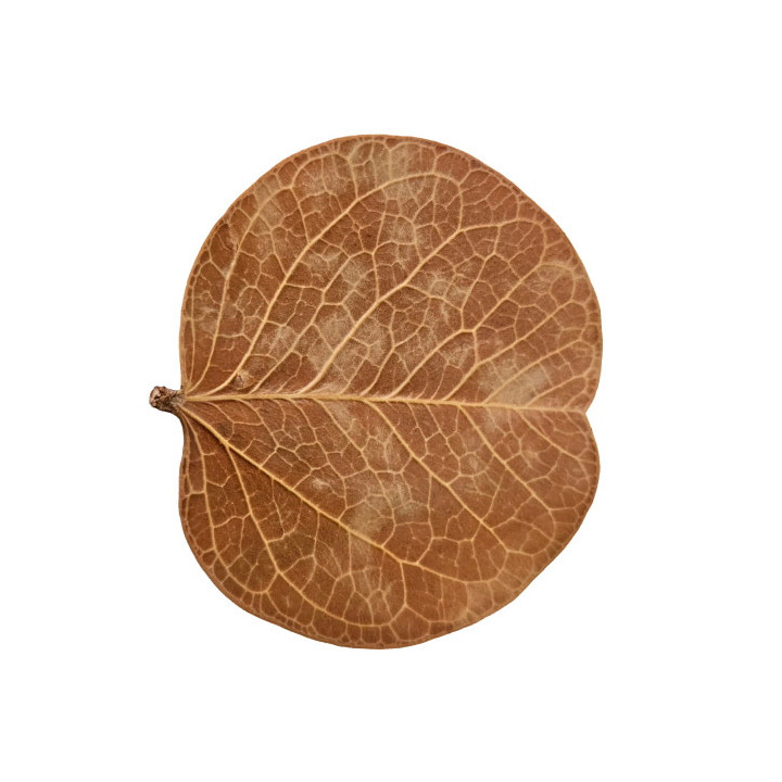 Orchid Tree Leaves , Terraario- ja akvaariotarvike