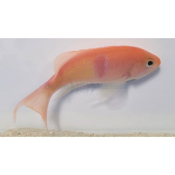 Pseudanthias rubrizonatus - Tricolour Anthias