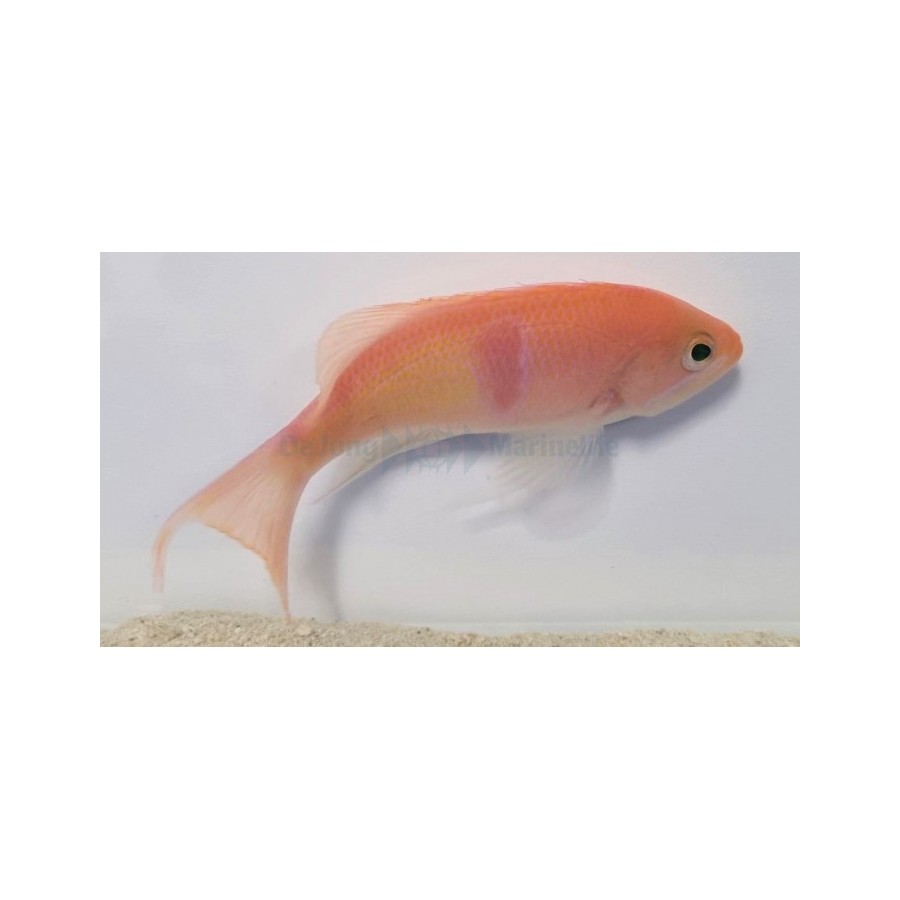 Pseudanthias rubrizonatus - Tricolour Anthias