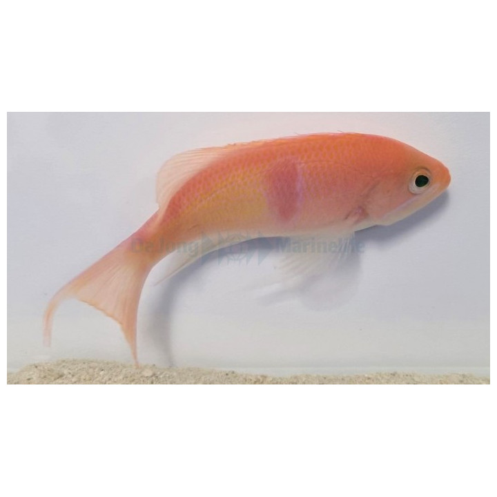 Pseudanthias rubrizonatus - Tricolour Anthias