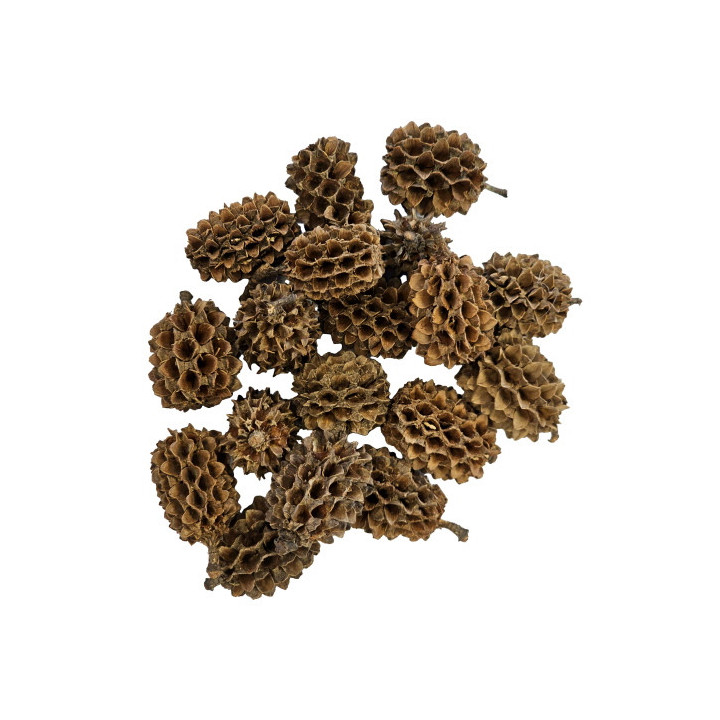 Casuarina Cones , Terraario- ja akvaariotarvike