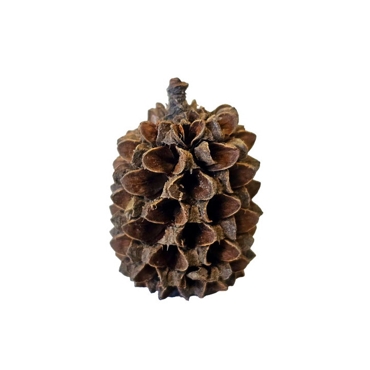 Casuarina Cones , Terraario- ja akvaariotarvike
