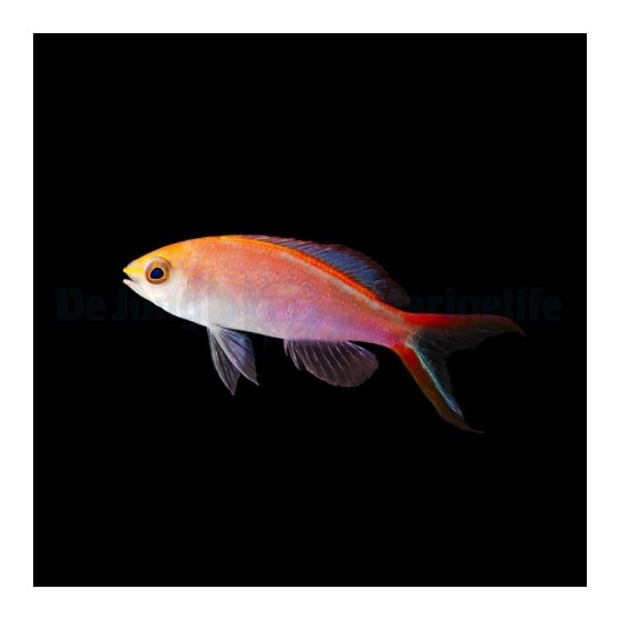 Pseudanthias smithvanizi - Princess Anthias