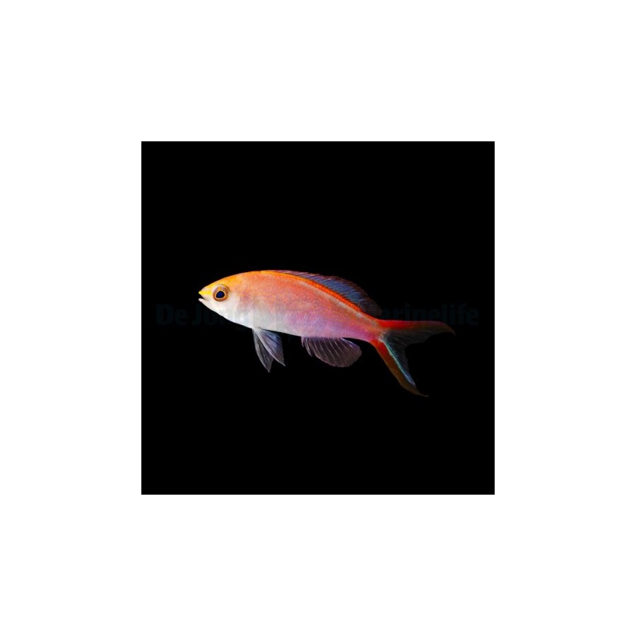 Pseudanthias smithvanizi - Princess Anthias