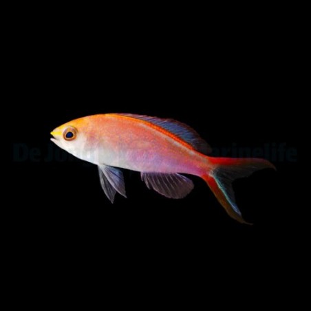 Pseudanthias smithvanizi - Princess Anthias