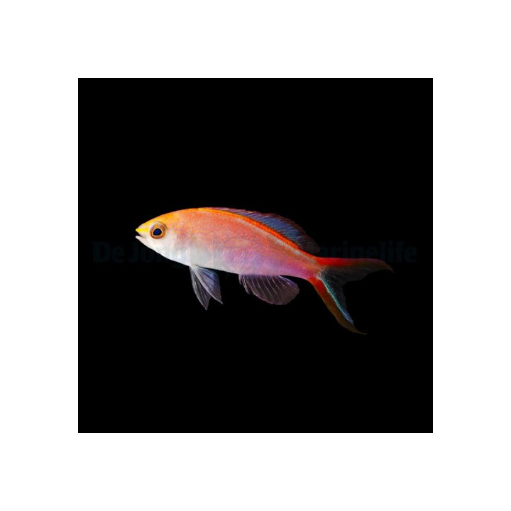 Pseudanthias smithvanizi - Princess Anthias