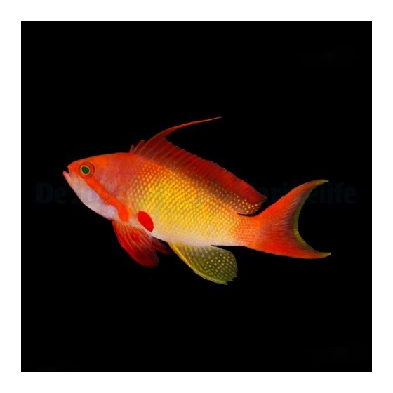 Pseudanthias squamipinnis - viirikoruahven koiras