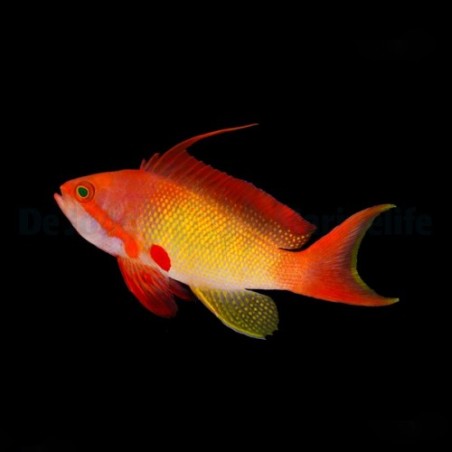 Pseudanthias squamipinnis - viirikoruahven koiras