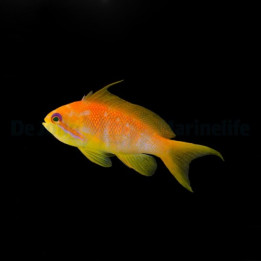 Viirikoruahven (Pseudanthias squamipinnis), värikäs anthias parvikala merivesiakvaarioon