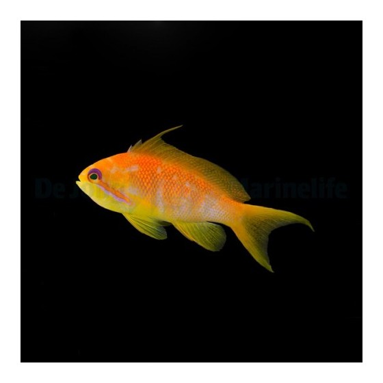 Pseudanthias squamipinnis - viirikoruahven naaras