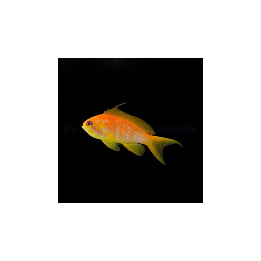 Pseudanthias squamipinnis - viirikoruahven naaras