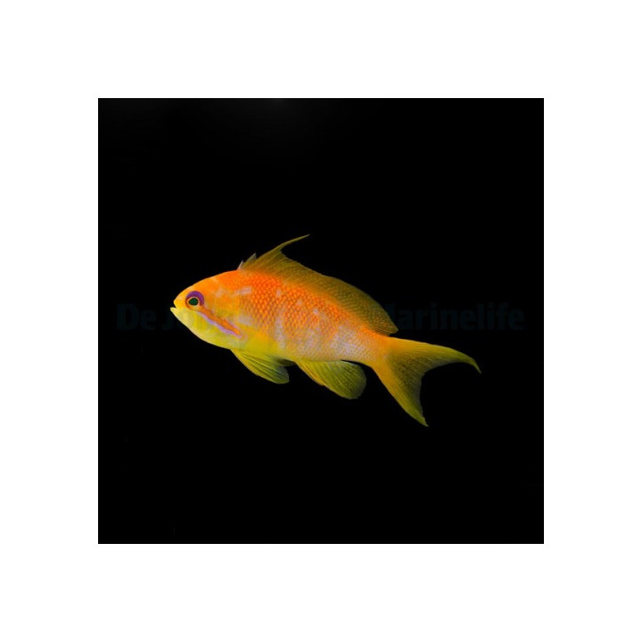 Viirikoruahven (Pseudanthias squamipinnis), värikäs anthias parvikala merivesiakvaarioon