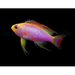 Pseudanthias ventralis - Ventralis Anthias - koiras