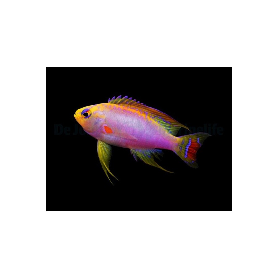 Pseudanthias ventralis - Ventralis Anthias - koiras