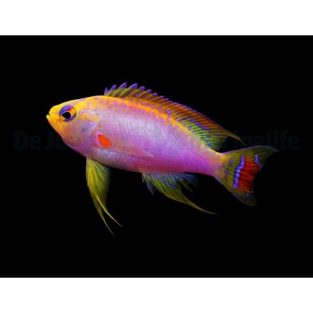 Pseudanthias ventralis - Ventralis Anthias - koiras