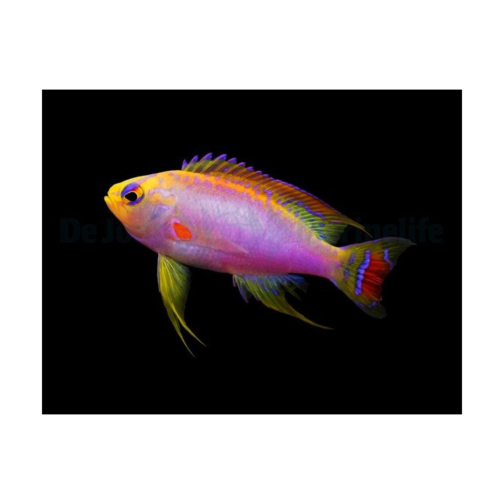 Pseudanthias ventralis - Ventralis Anthias - koiras