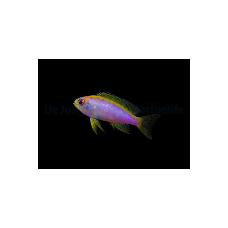 Pseudanthias ventralis - Ventralis Anthias - naaras