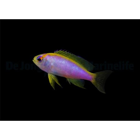 Pseudanthias ventralis - Ventralis Anthias - naaras