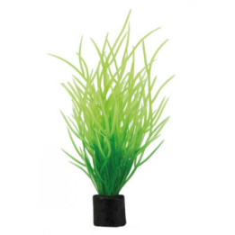 Lilaeopsis mini , Terraario- ja akvaariotarvike