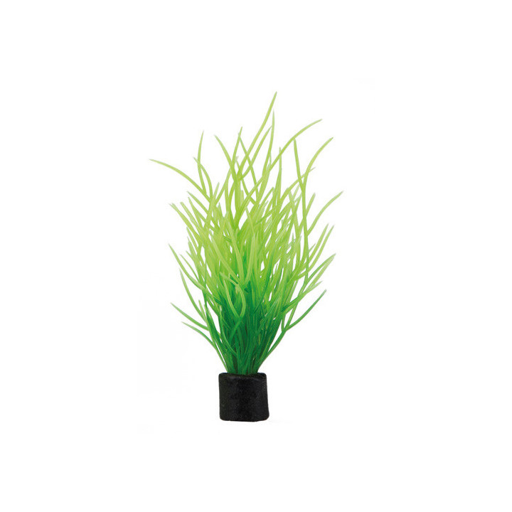 Lilaeopsis mini , Terraario- ja akvaariotarvike