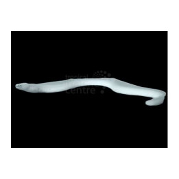 Pseudechidna brummeri - Ghost Eel