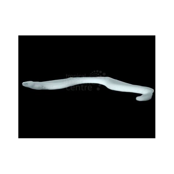 Pseudechidna brummeri - Ghost Eel