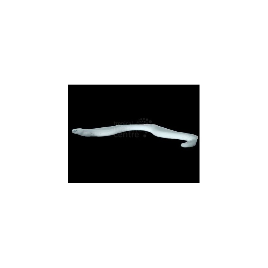 Pseudechidna brummeri - Ghost Eel