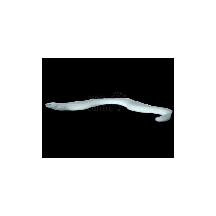 Pseudechidna brummeri - Ghost Eel