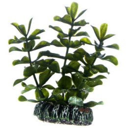 Bacopa , Terraario- ja akvaariotarvike