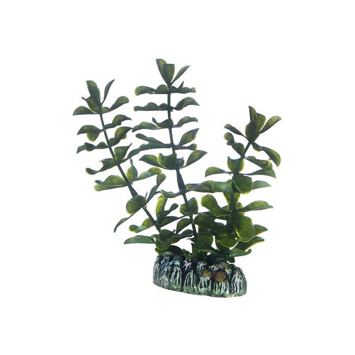 Bacopa , Terraario- ja akvaariotarvike