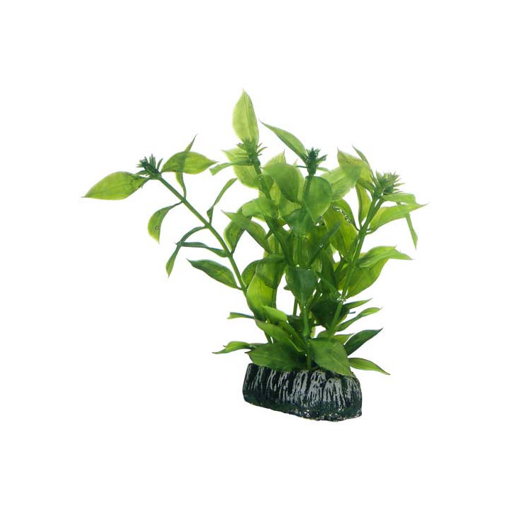 Hygrophila , Terraario- ja akvaariotarvike