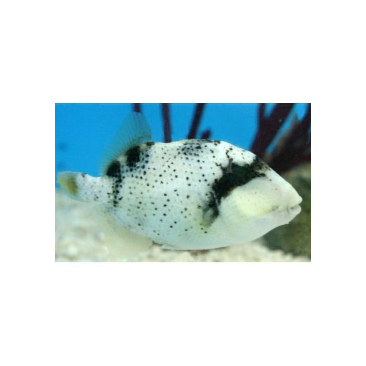 Pseudobalistes flavimarginatus - Pineapple Trigger