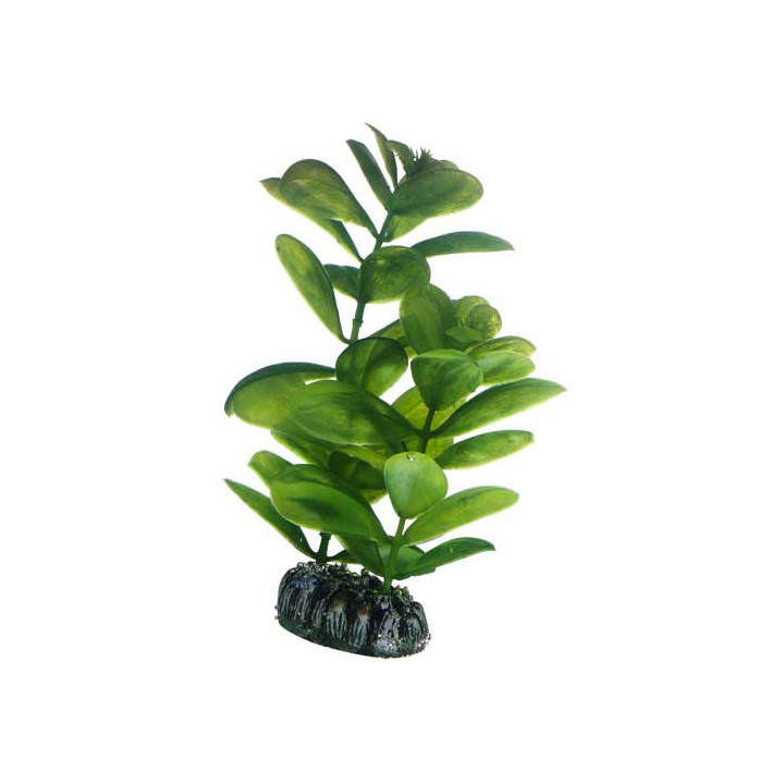 Saururus , Terraario- ja akvaariotarvike