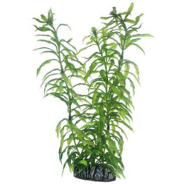 Heteranthera , Terraario- ja akvaariotarvike