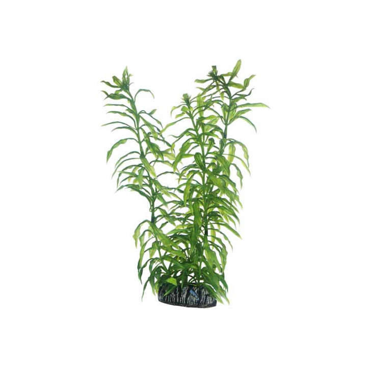 Heteranthera , Terraario- ja akvaariotarvike
