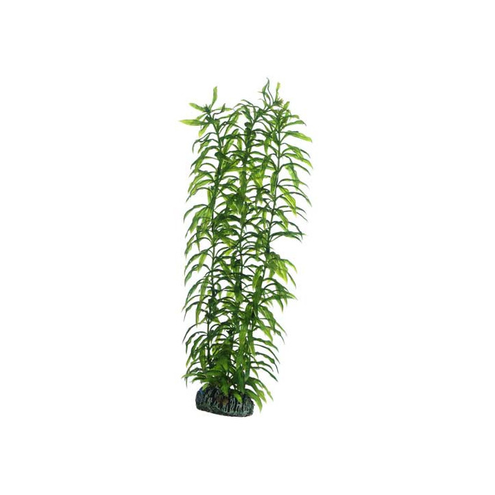 Heteranthera , Terraario- ja akvaariotarvike