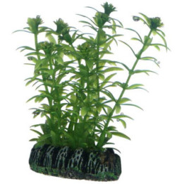 Lagarosiphon , Terraario- ja akvaariotarvike