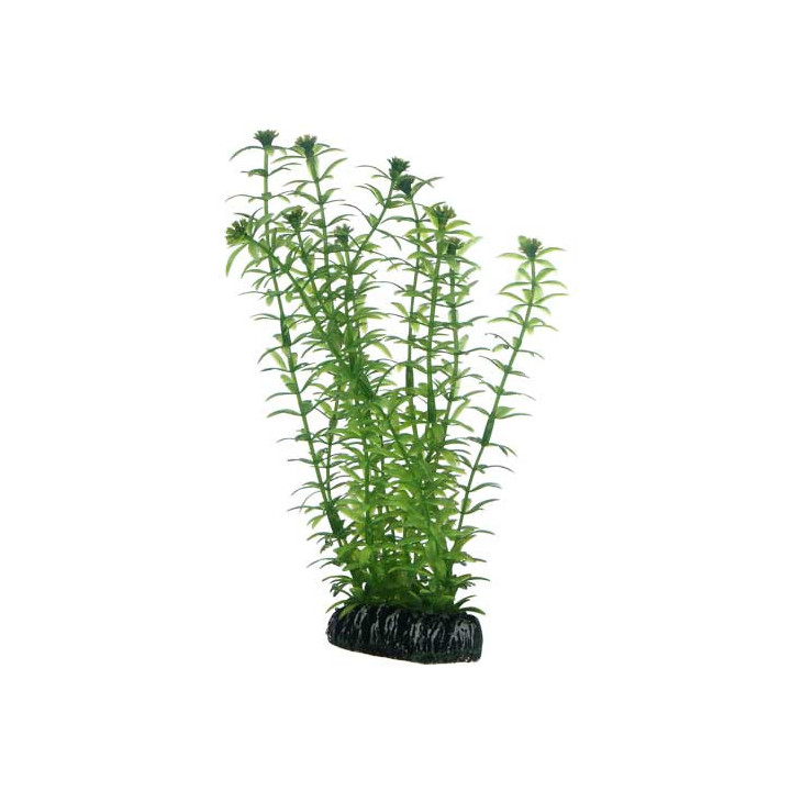 Lagarosiphon , Terraario- ja akvaariotarvike