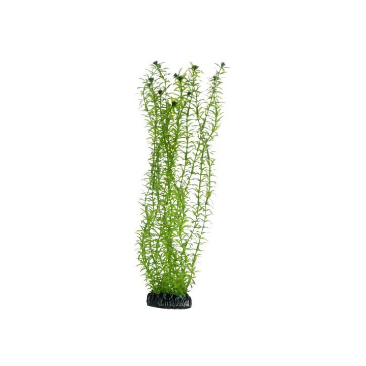 Lagarosiphon , Terraario- ja akvaariotarvike