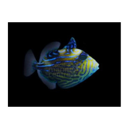 Pseudobalistes fuscus - Blue Jigsaw Trigger