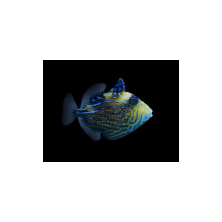 Pseudobalistes fuscus - Blue Jigsaw Trigger