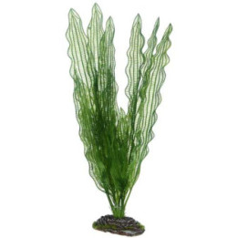 Aponogeton , Terraario- ja akvaariotarvike