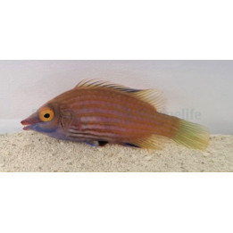 Pseudocheilinops ataenia - Pinstripe Pyjama Wrasse