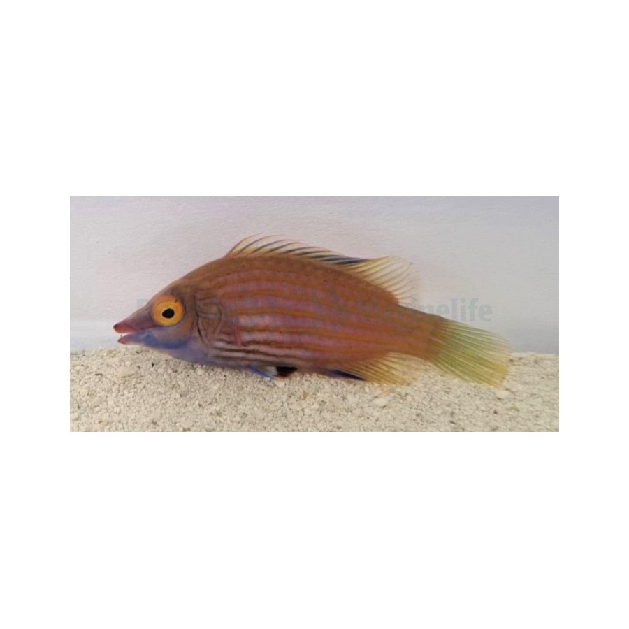 Pseudocheilinops ataenia - Pinstripe Pyjama Wrasse