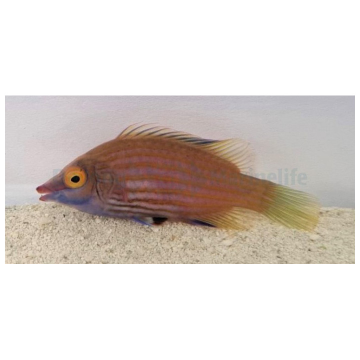 Pseudocheilinops ataenia - Pinstripe Pyjama Wrasse