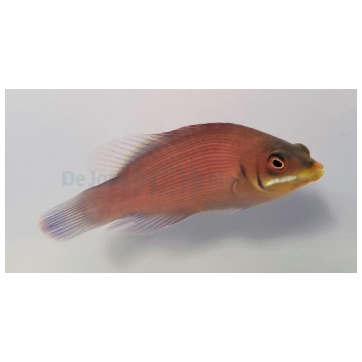 Pseudocheilinus evanidus - Juovaposkihuulikala