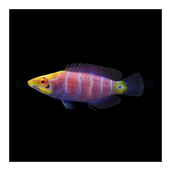 Pseudocheilinus ocellatus - Lilac Pyjama Wrasse